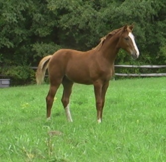 Reflection HM (Rascalino)